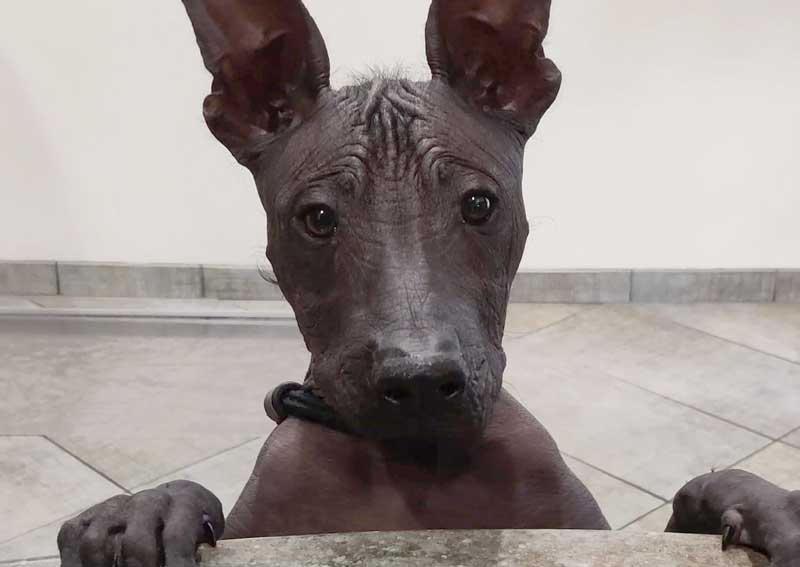 Carousel Slide 4: Adult dog veterinary care