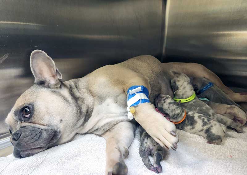 Carousel Slide 3: Canine reproduction services