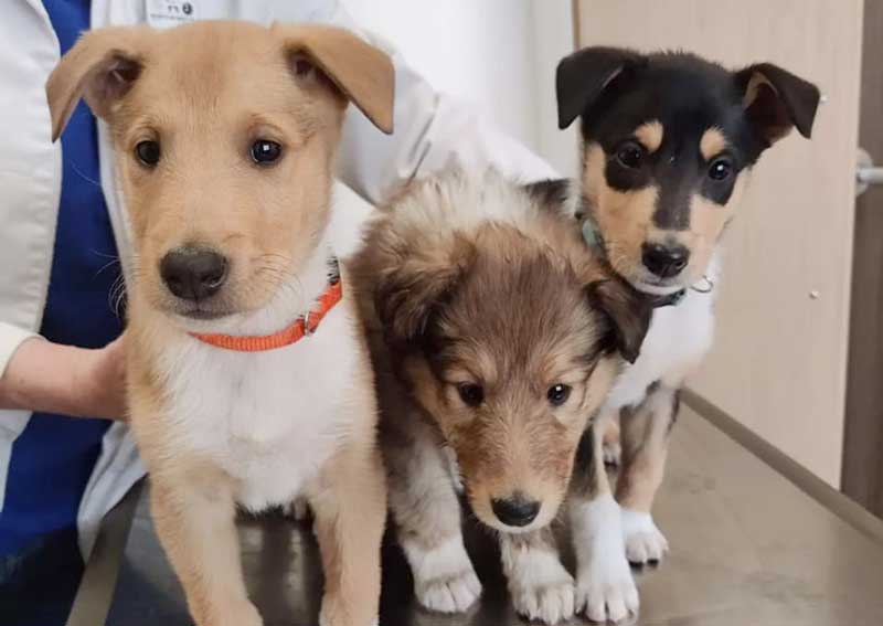 Carousel Slide 5: Puppy vaccinations